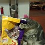 Image result for Beautiful Funny Cat