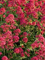 Image result for Centranthus ruber Coccineus