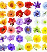 Image result for Flowers Collage Banner