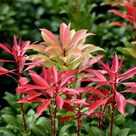 Image result for Pieris japonica Mountain Fire