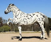 Image result for Native American Horse Breeds