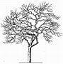 Image result for White Tree Clip Art