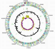 Image result for Circular Chromosome