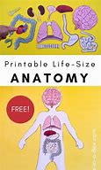 Image result for Life-Size Printable Organ Parts