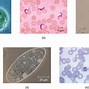 Image result for Acessory Cell