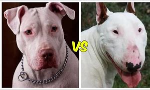 Image result for Bull Terrier vs Pit Bull