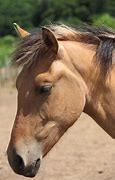 Image result for Horse Head Side Profile