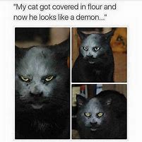 Image result for Not Funny Cat Meme