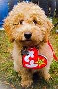 Image result for Dog and Baby Costume Ideas