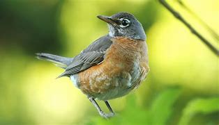Image result for Baby Robin