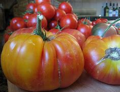 Image result for Beef Steak Tomato Seeds