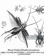 Image result for House Cricket On Wall