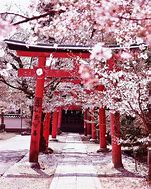 Image result for Cherry Blossom Japan Aesthetic