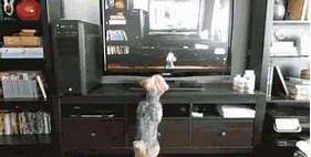 Image result for Dog Watch TV Meme
