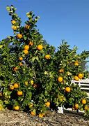 Image result for Mandarin Lemon