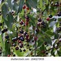 Image result for Native Black Cherry Tree