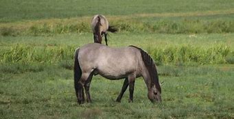 Image result for Grullo Horse Color
