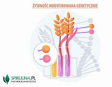 Image result for co_oznacza_Żywność_modyfikowana_genetycznie