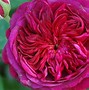 Image result for Rosa William Shakespeare 2000
