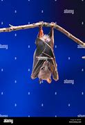 Image result for Old World Fruit Bats