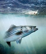 Image result for Striped Bass Side View
