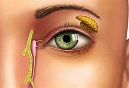 Image result for lacrimal