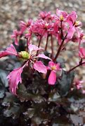 Image result for Saxifraga fortunei Black Ruby