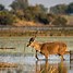 Image result for Photographic Safaris