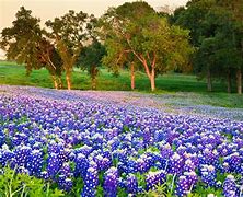 Image result for Field of Texas Bluebonnets