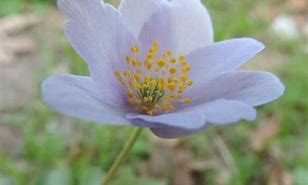 Bildergebnis für Anemone nemorosa Robinsoniana 2J