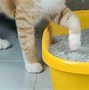 Image result for Cat Using Litter Box Meme