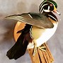 Image result for Taxidermy Duck Mounts Wall