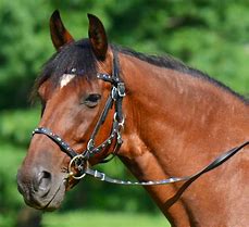 Image result for Bridle Horse Gear