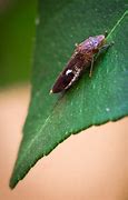 Image result for "Glassy-winged Sharpshooter"