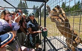 Image result for Zoo People