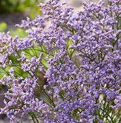 Image result for Limonium Dazzle Rocks