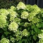 Image result for Hydrangea pan. Limelight