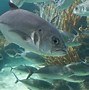 Image result for My Eyes Fish