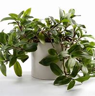 Image result for Vine Houseplants