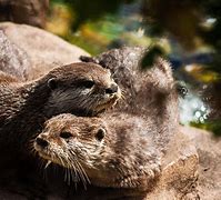 Image result for Otter Love