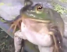 Image result for Frog Chilling