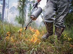Image result for What Is a Prescribed Burn