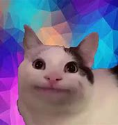 Image result for Blank Face Cat Meme