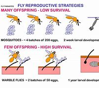 Image result for Stages of Bot Fly