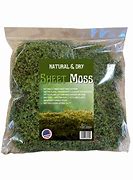 Image result for Hypnum Moss
