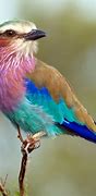 Image result for Colourful Tropical Bird