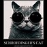 Image result for Cat Meme Poster
