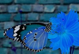 Image result for Blue Butterfly On Flower