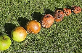 Image result for Stages of Decomposition Fruit