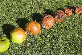 Image result for Five Apple's On a Row Rotting